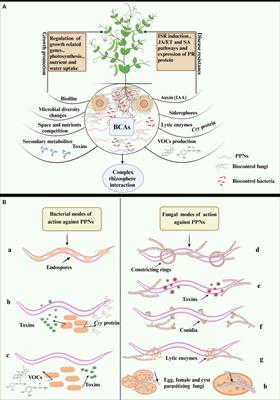 Biocontrol of plant parasitic nematodes by bacteria and fungi: a multi-omics approach for the exploration of novel nematicides in sustainable agriculture